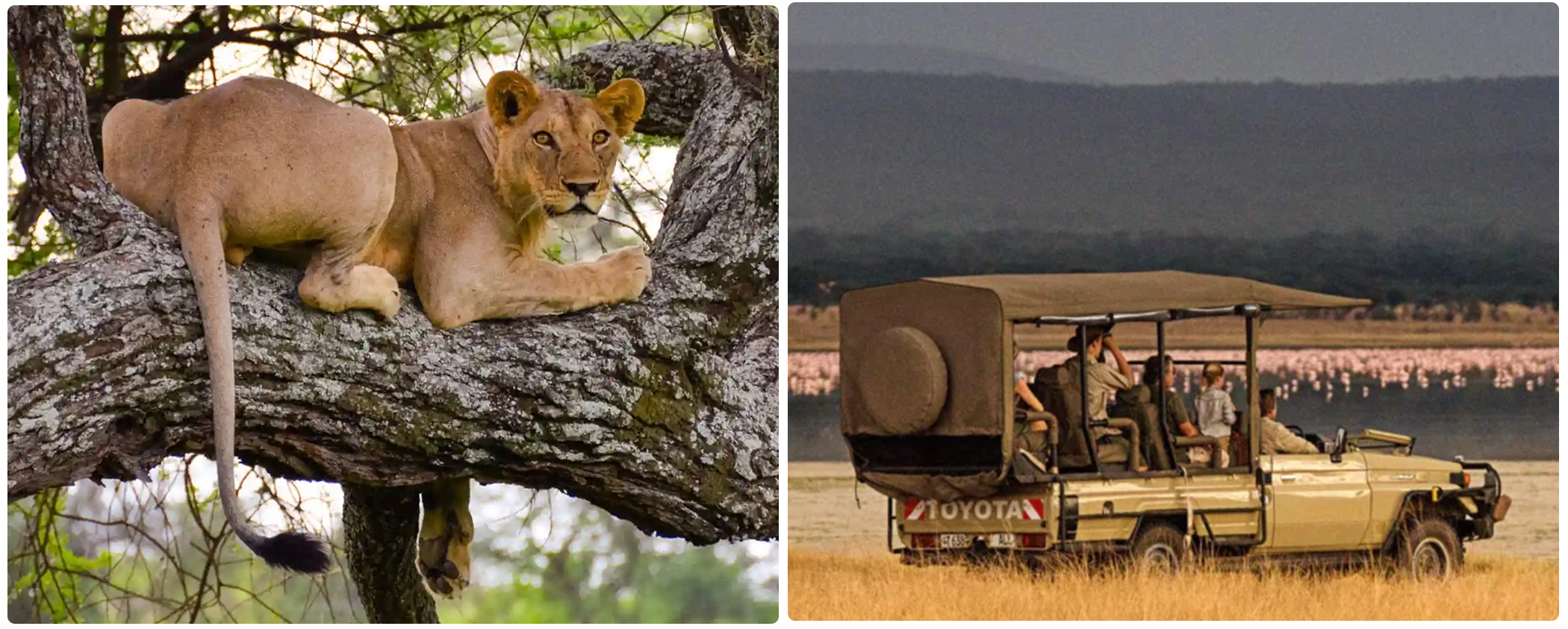 Game Drive on Tanzania Safari