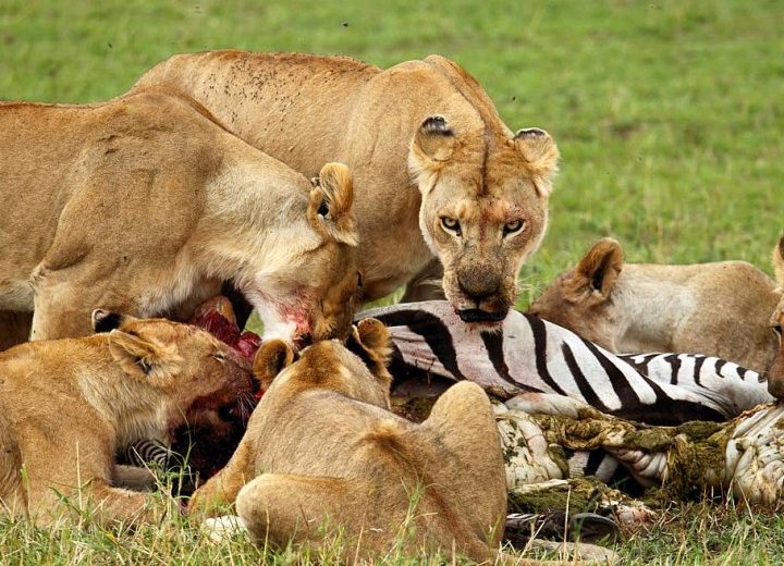 3 Days Classic Serengeti Safari