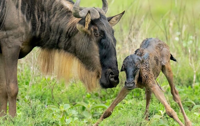 4 Days Ndutu Migration – Calving Season Safari
