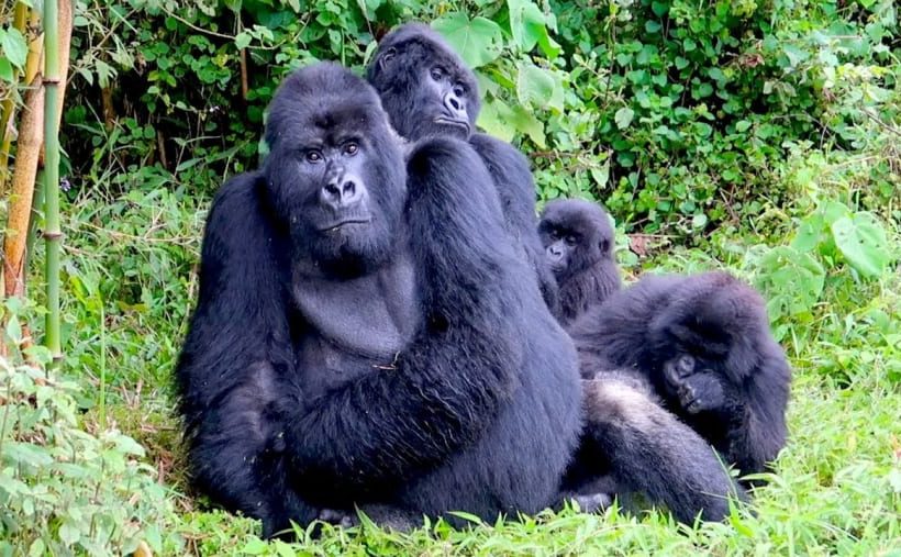 4 Days Rwanda Gorilla Trekking and Kigali Tour