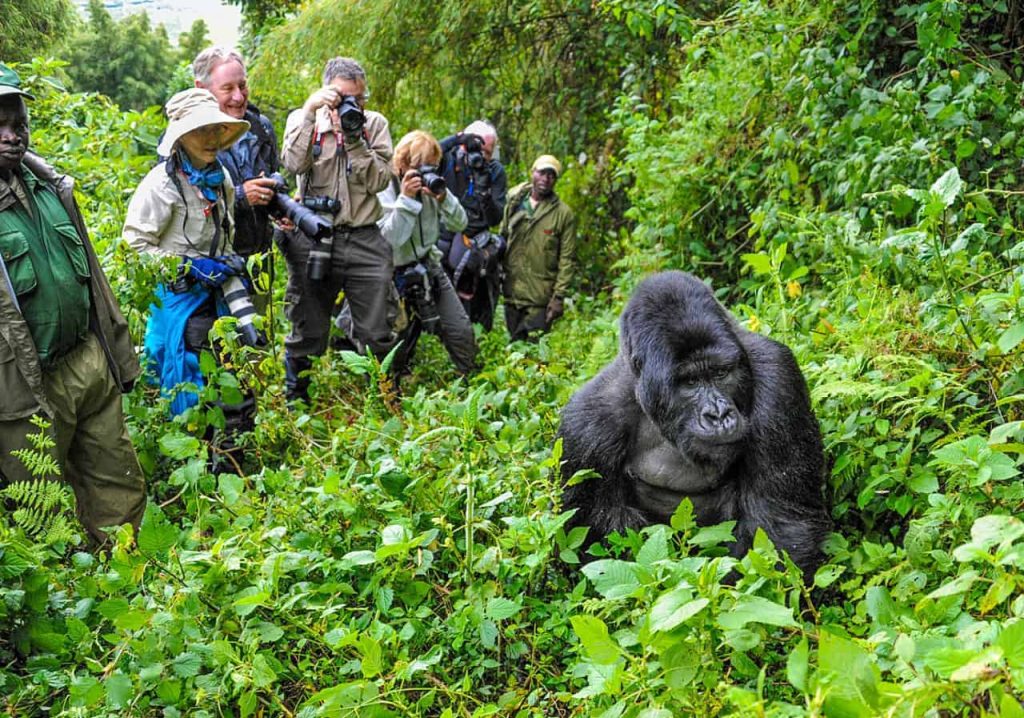 4 Days Rwanda Gorilla Trekking and Kigali Tour - Go Ahead Trip