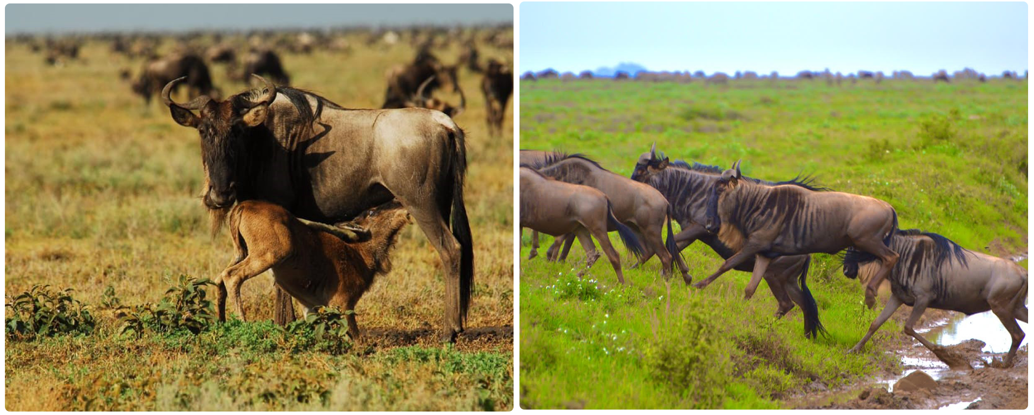 5 Days Ndutu Spectacular Migration Safari