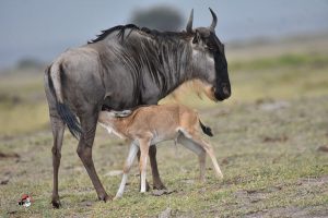 5 Days Ndutu Spectacular Migration Safari
