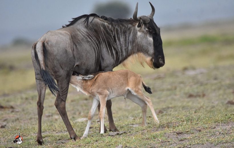 5 Days Ndutu Spectacular Migration Safari
