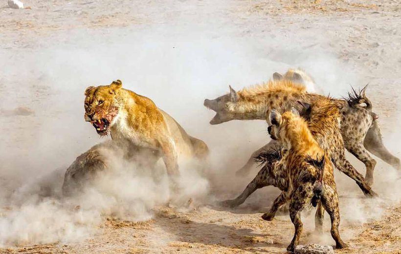 6 Days Amboseli & Maasai Mara Explorer