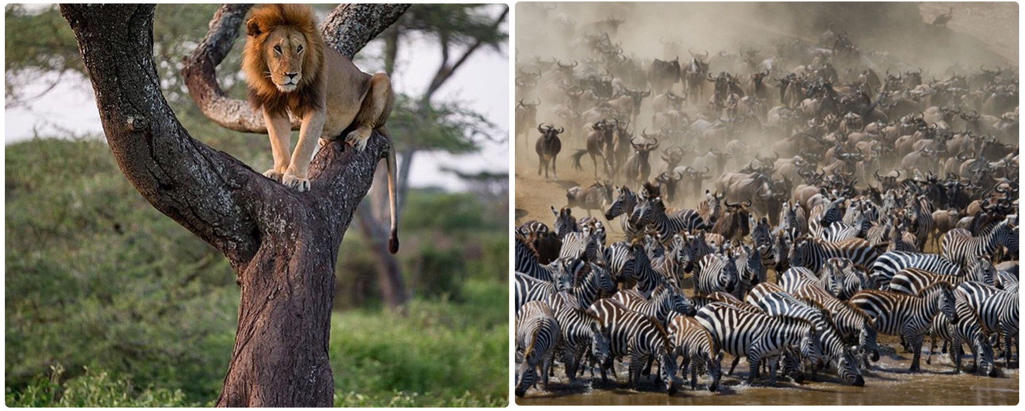 6 Days Ndutu Calving Season Serengeti Migration Tanzania Safari