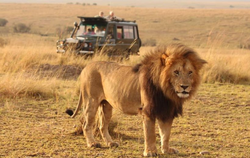 6 Days Classic Safari: Masai Mara & Serengeti Adventure