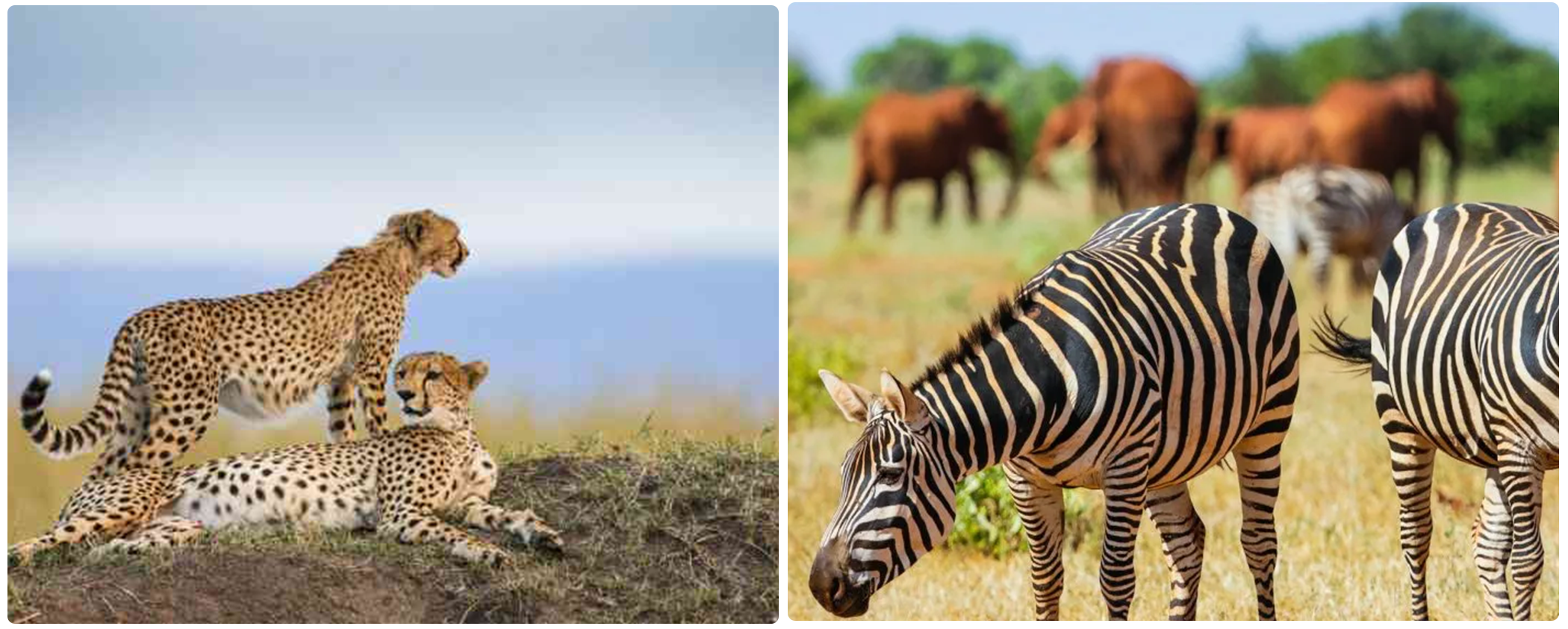 8-Day Private Kenya Bush & Beach Escape Safari