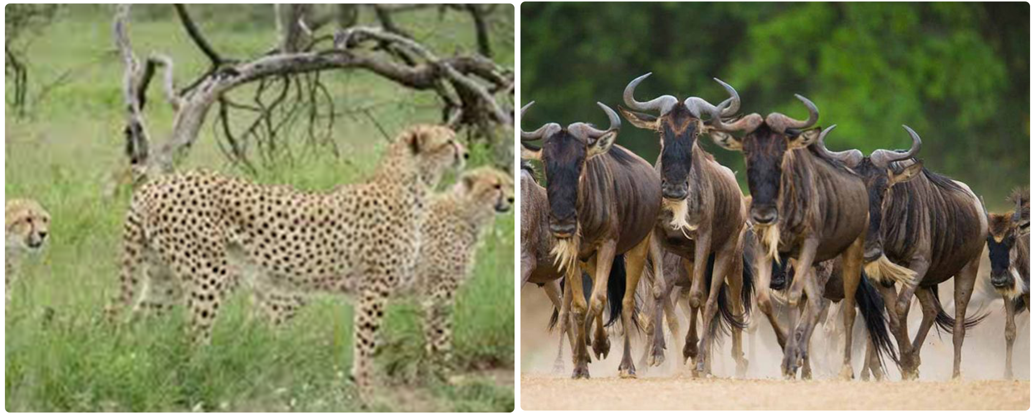 8 Days Ndutu Calving Season Serengeti Migration Tanzania Safari
