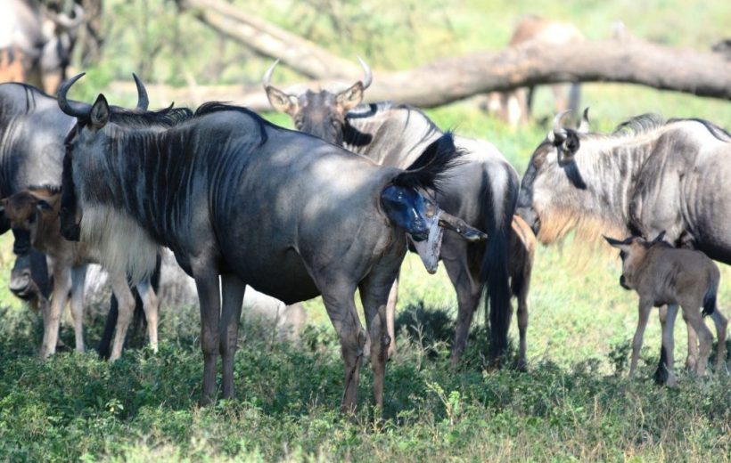 8 Days Ndutu Calving Season Serengeti Migration Tanzania Safari