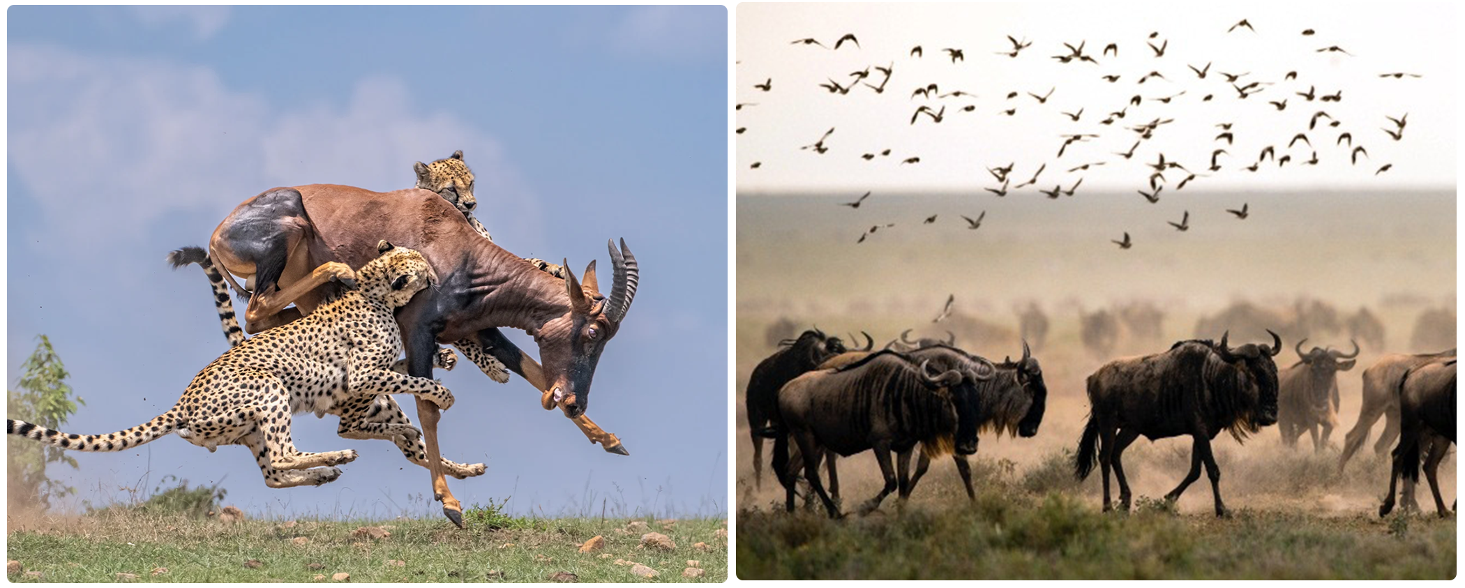 Ndutu Migration