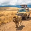 self-drive- tanzania safaris