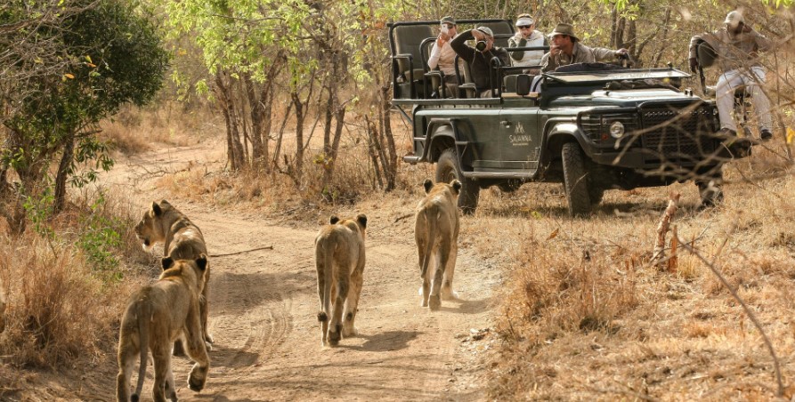 Game Drive <yoastmark class=