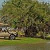 Tanzania Game Drive
