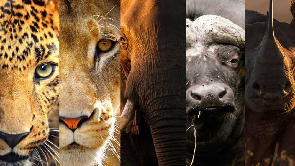 The Big Five in Tanzania