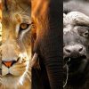 The Big Five in Tanzania