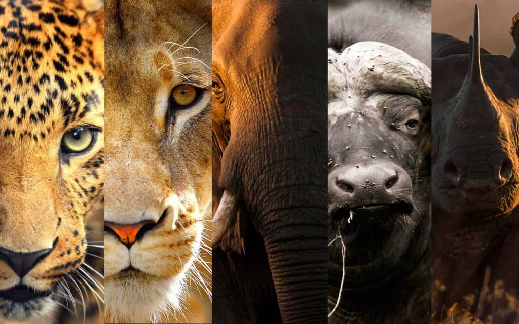 The Big Five in Tanzania