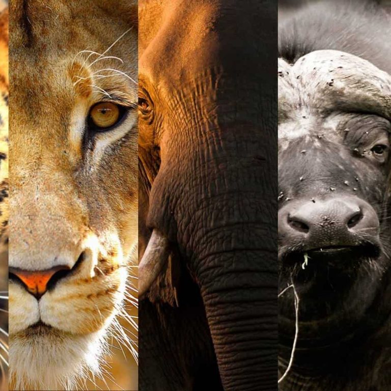 The Big Five in Tanzania
