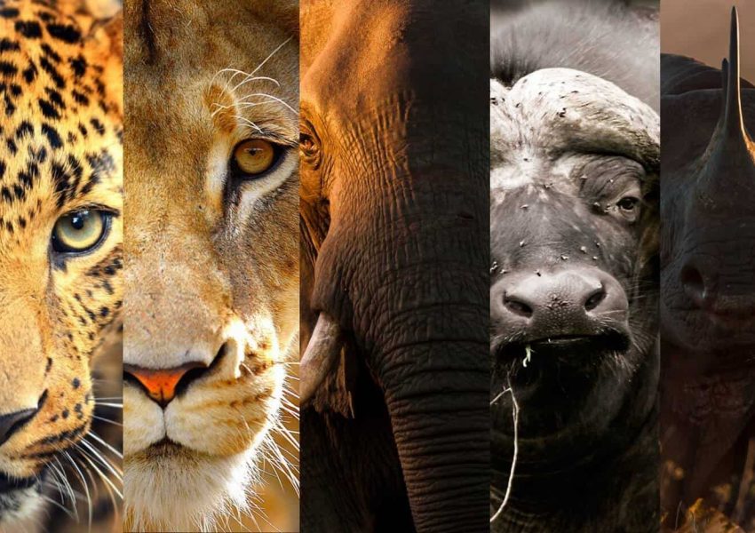 The Big Five in Tanzania