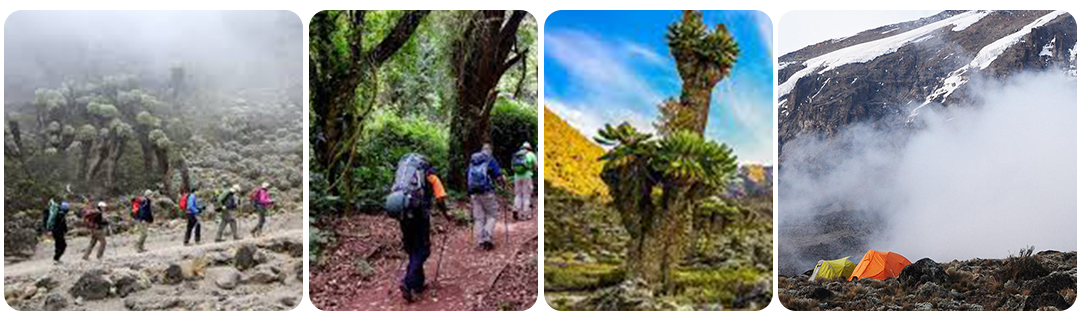 Lemosho Route Scnerey Photos