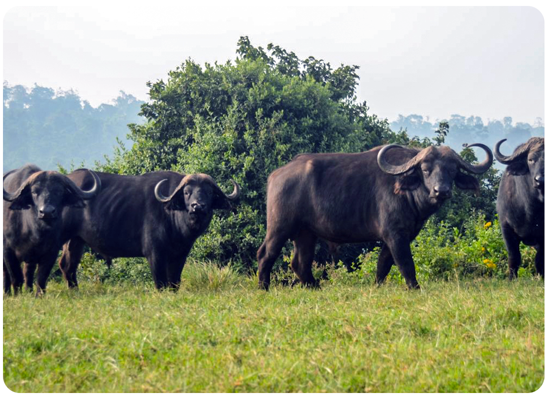 Photo of a large Cape buffalo herd