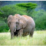 Photo of a large elephant herd walking in Tarangire National Park