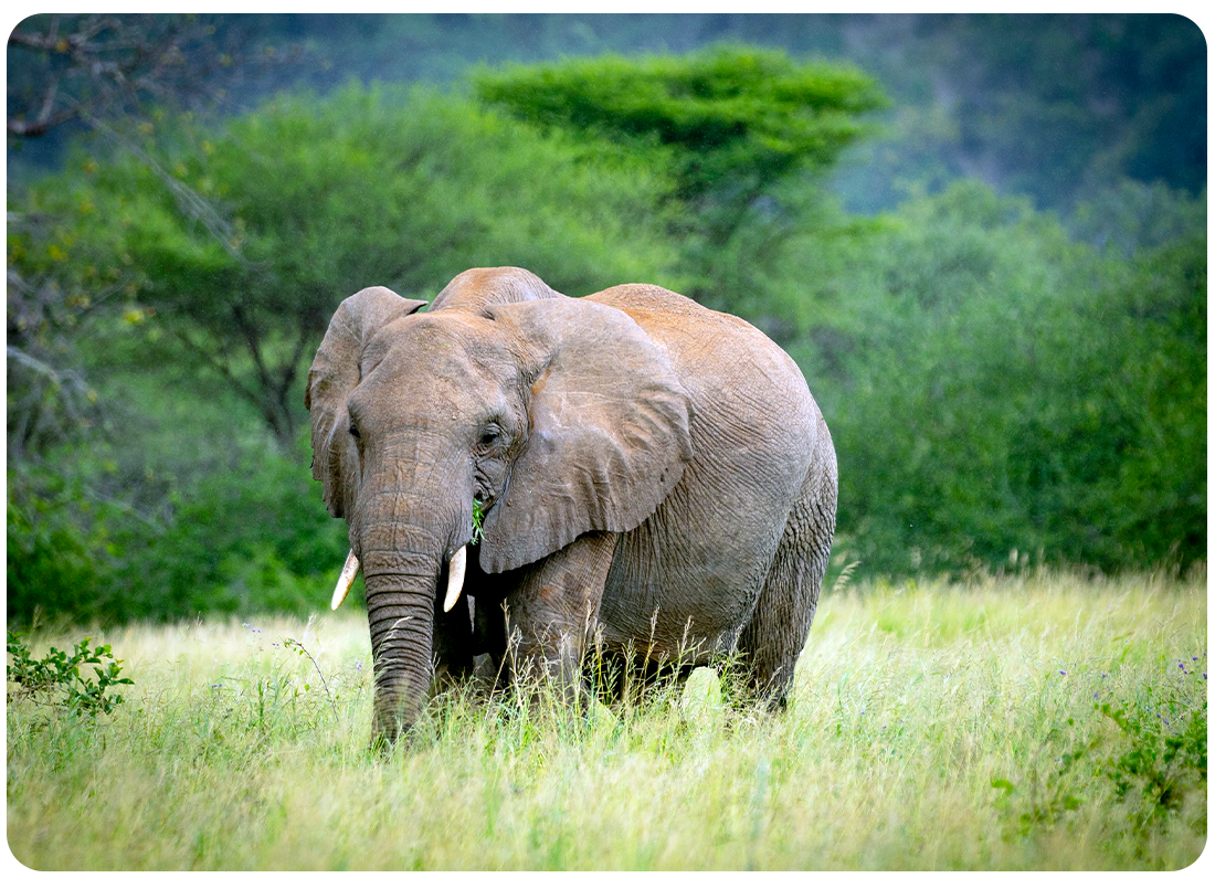 Photo of a large elephant herd walking in Tarangire National Park