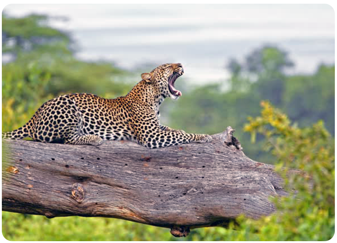 Photo of a leopard resting on a tree branch