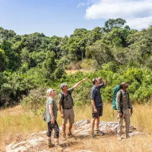 Wildlife safari in Serengeti National Park Tanzania with safari jeep and elephants