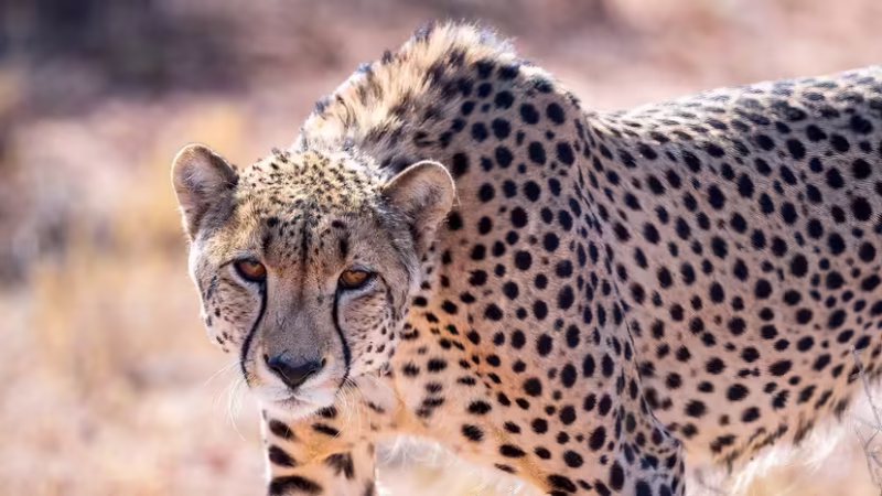 Cheetah (Duma) resting on the savannah grassland in Africa