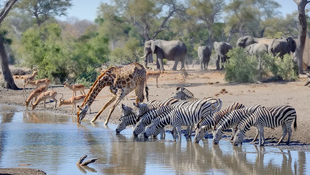 Wild animals gathering and drinking water at a natural waterhole in the African Savannah Tanzania Safari
