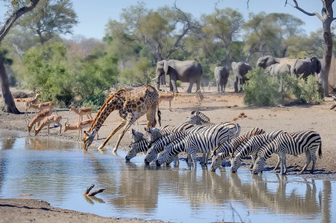 Wild animals gathering and drinking water at a natural waterhole in the African Savannah Tanzania Safari