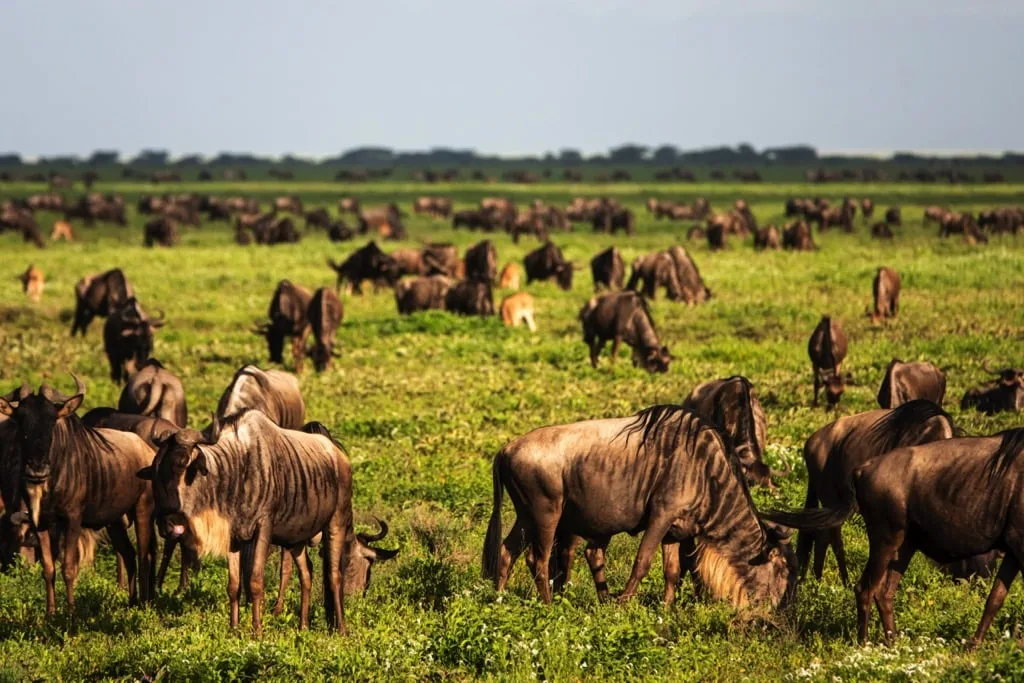 Ndutu Area 7 days Migration Safari 4