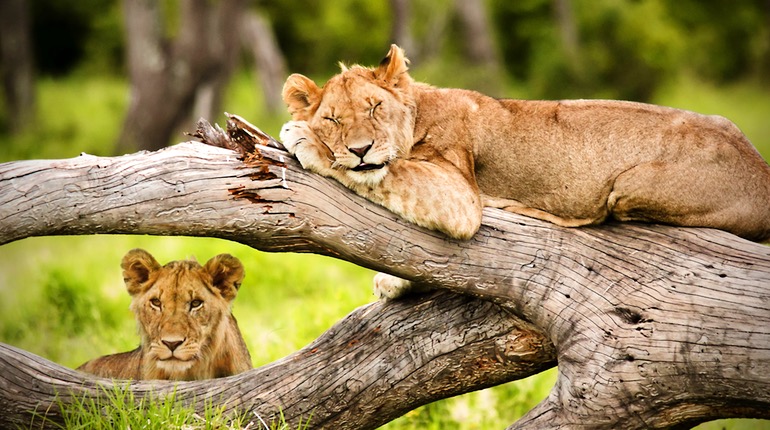 9 Days Tanzania Wildlife Safari