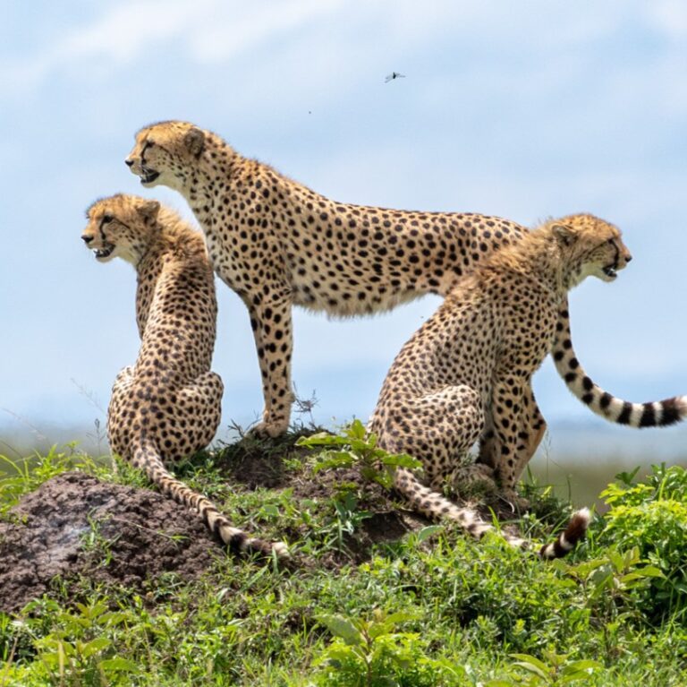 Cheetah in Maasai Mara National Park 1024x767 1
