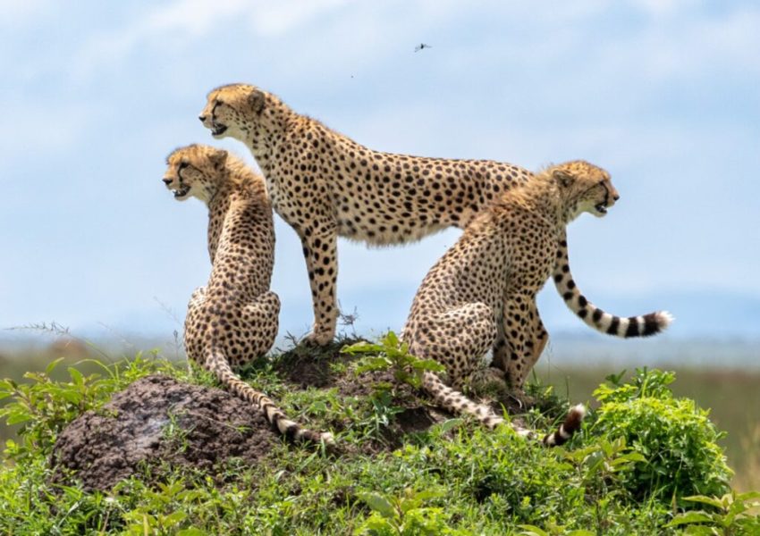 Cheetah in Maasai Mara National Park 1024x767 1