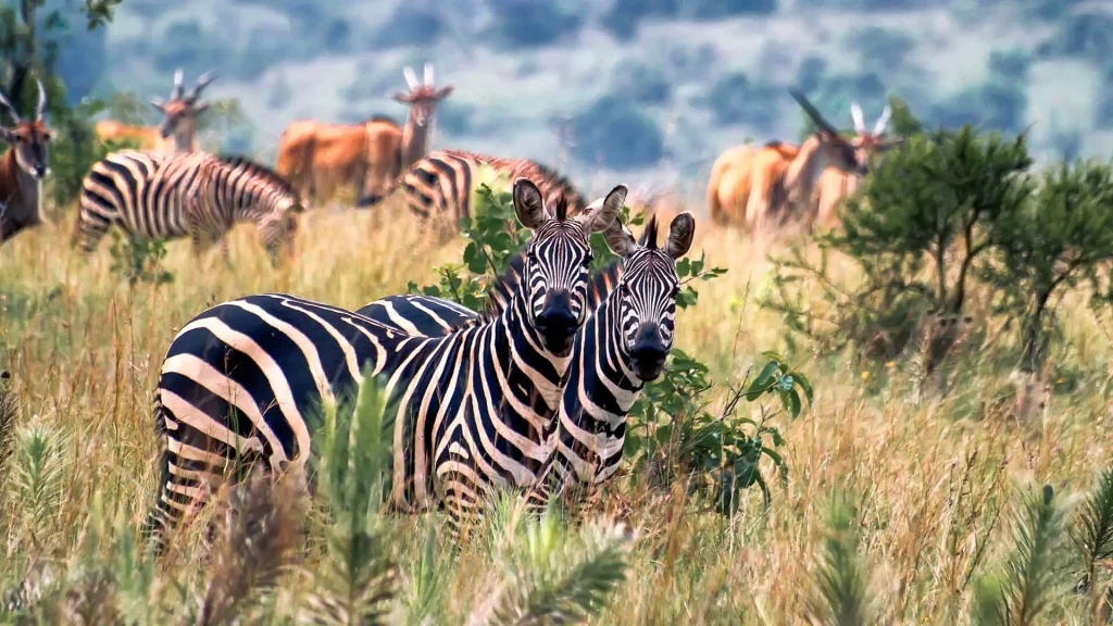 Grazing zerba and antelope in Akagera National Park Rwanda.jpg