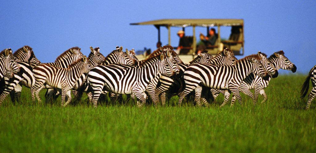 zebra game drive august in tanzania safari africa