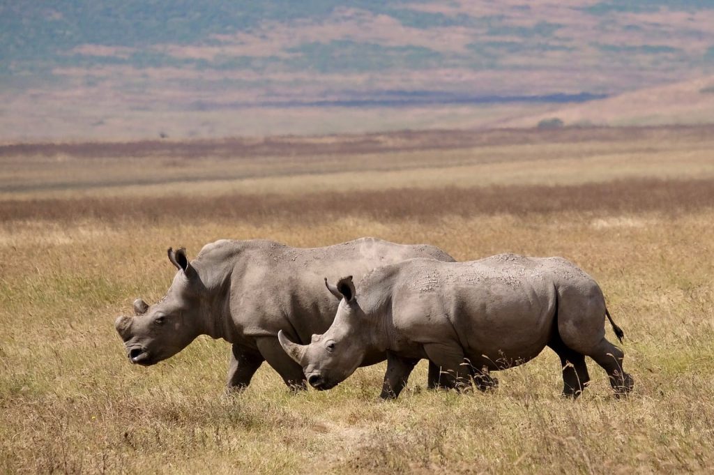 rhino, pot, binoculars, savanna, tanzania, animals, two, pair, nature, africa, wilderness, rhino horns, mythology, safari, biology, ecology, conservation, equator, herd