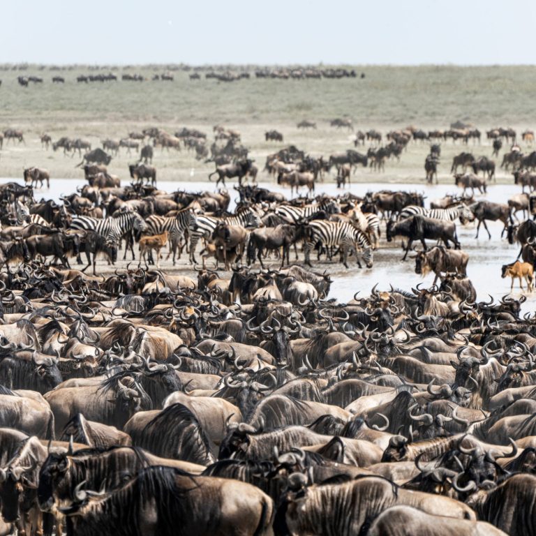 Vast herd of wildebeests and zebras during migration in Mara, Tanzania, showcasing wildlife diversity.