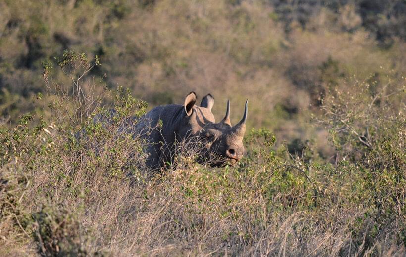 3 Days Tanzania Safari