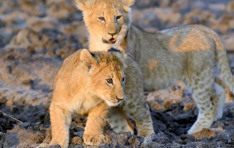 5 Days Tanzania Safari