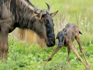 4 Days Ndutu Migration – Calving Season Safari