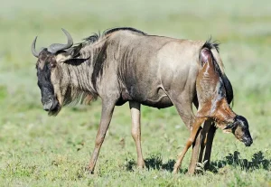 6 Days Ndutu Calving Season Serengeti Migration Tanzania Safari