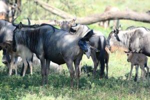 8 Days Ndutu Calving Season Serengeti Migration Tanzania Safari