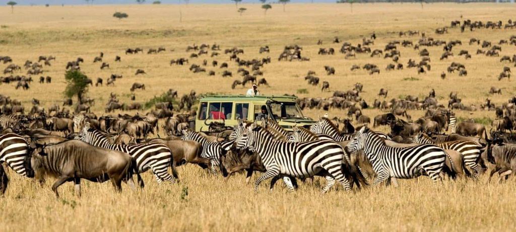 sayari camp game drive migration serengeti safari