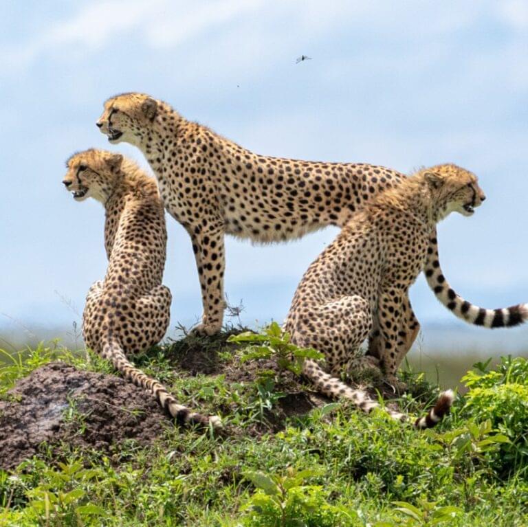 Cheetah in Maasai Mara National Park 1024x767 1