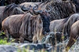 wildebeest crossing a small creek during the migration in Masai Mara National Park in Kenya