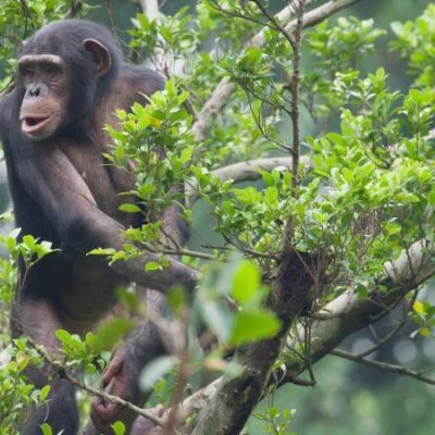 7 Days Rwanda Primates & Wilderness Expeditio7