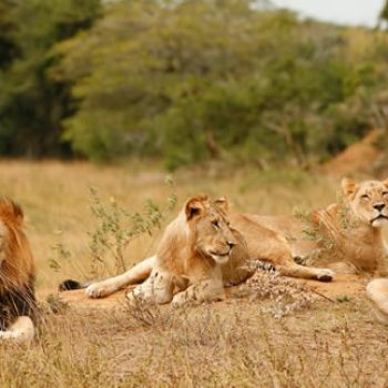 Akagera National Park